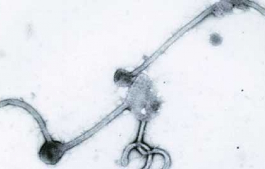 Experts in Pune chalk out strategy to counter Ebola threat