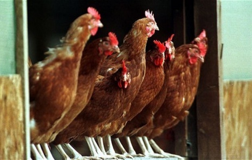 Hatching Superbugs