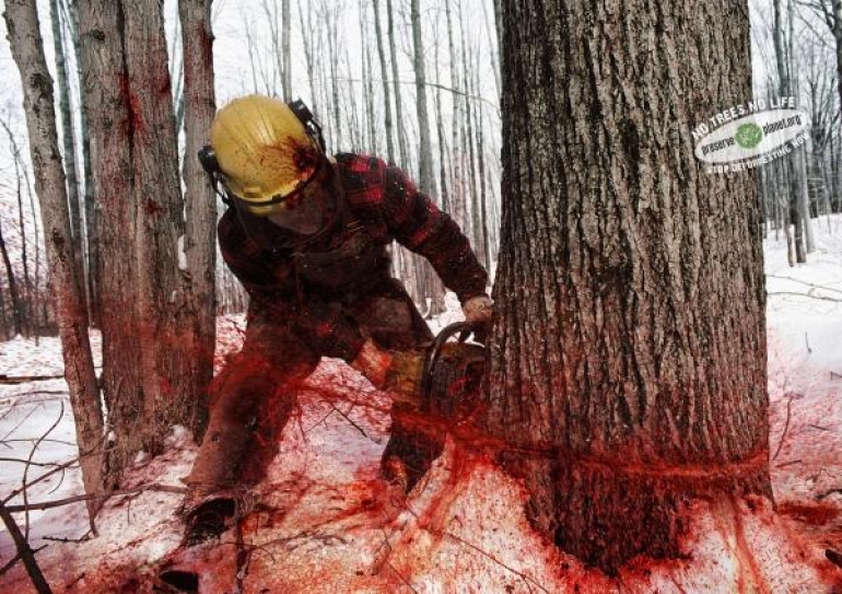 Country loses huge chunk of forest to infrastructure projects