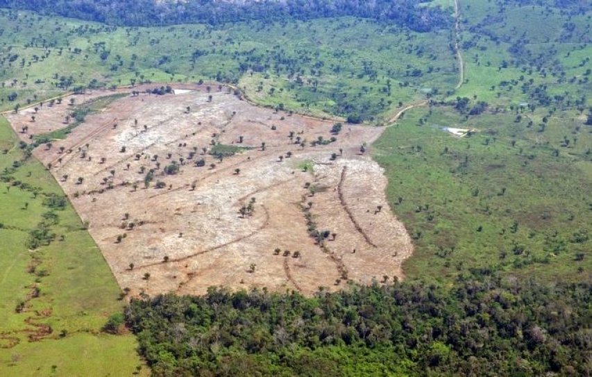 Wilmar labors to convince small palm oil suppliers to go green