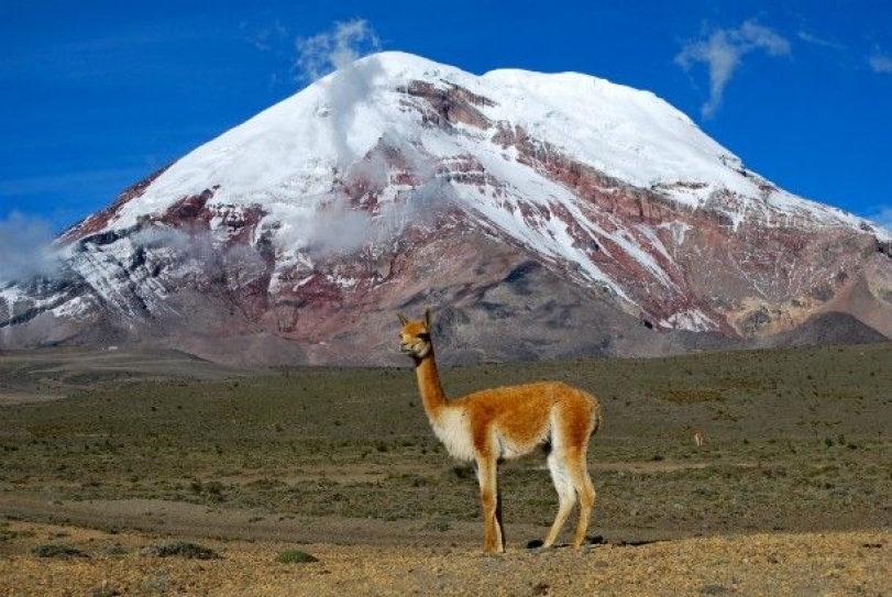 Using Animals To Build An Early Warning System For Natural Disasters