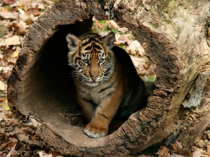 30% Spike In India’s Tiger Population Sets A Benchmark For Global Wildlife Conservation