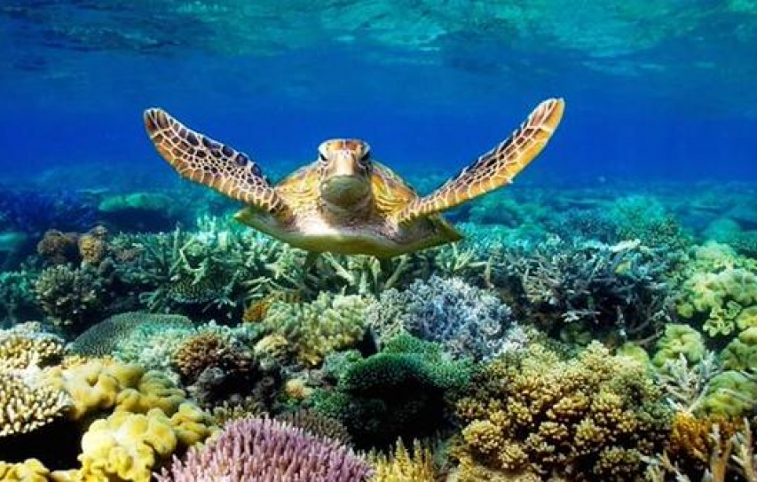Barrier Reef coral genetically altered in hope of surviving climate change