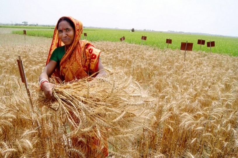 In India, Profitable Farming With Fewer Chemicals