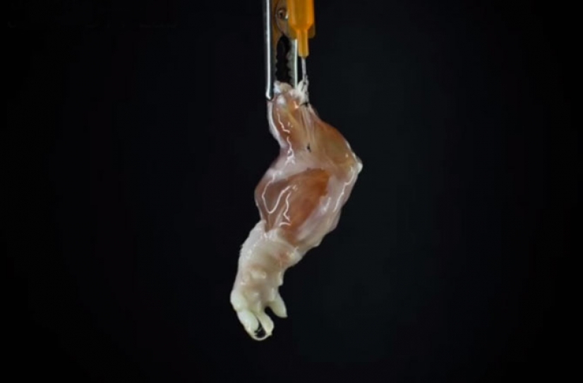 This Rat Limb Was Grown In The Lab