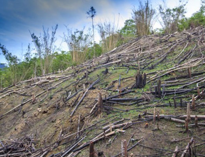 Companies Worth Trillions Tell RSPO To Improve Standards