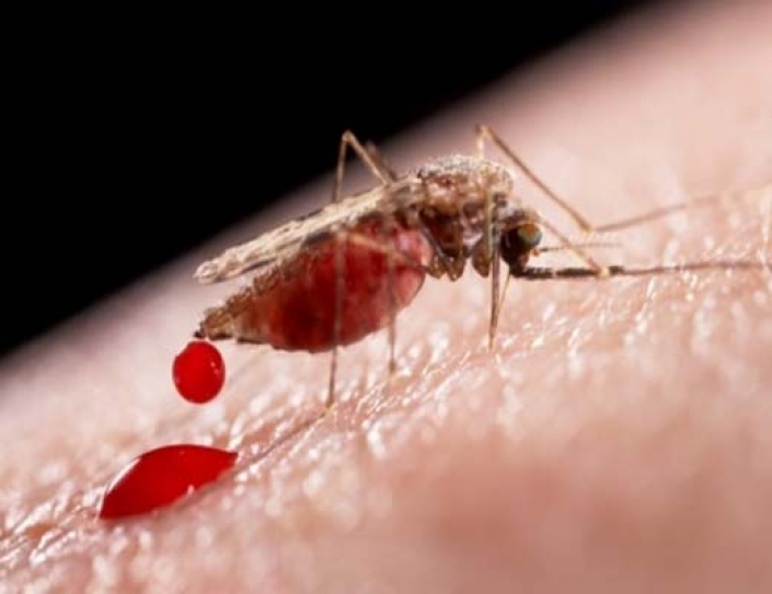 New Single-Dose Drug May Treat Malaria