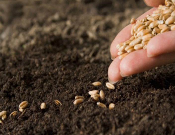 Researchers Withdraw Seeds From 'Doomsday' Vault To Address Food Crisis In Syria