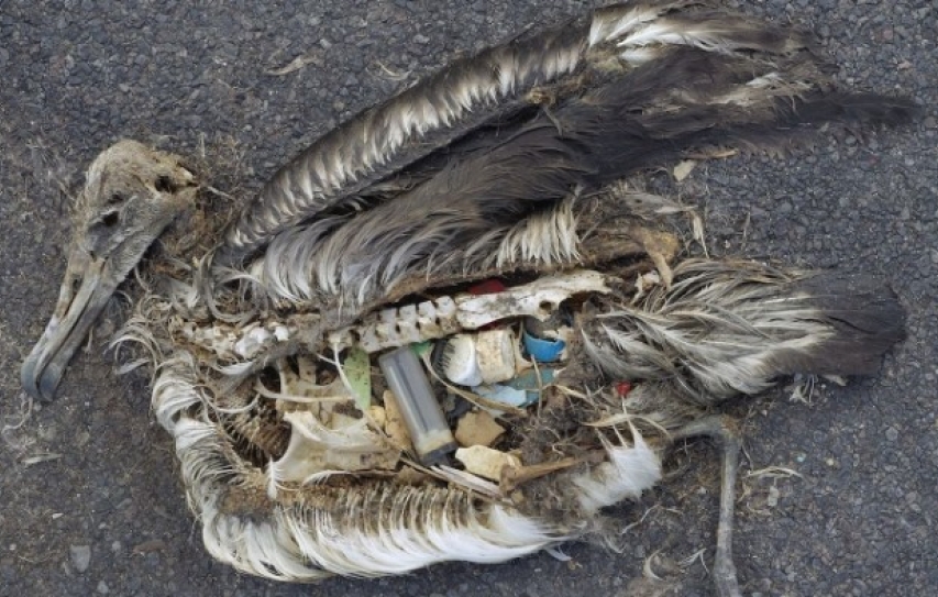 Plastic Will Be Inside Nearly Every Seabird On Earth By 2050