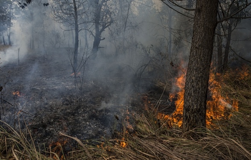 Forecasters In Indonesia Underestimated How Much El Ni?o Would Worsen Massive Forest Fires