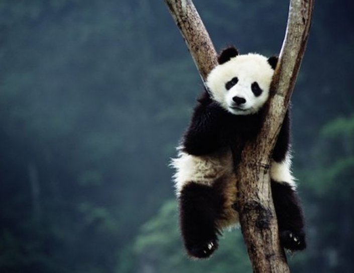 Loggers Are Wiping Out Panda Bear Habitats In China