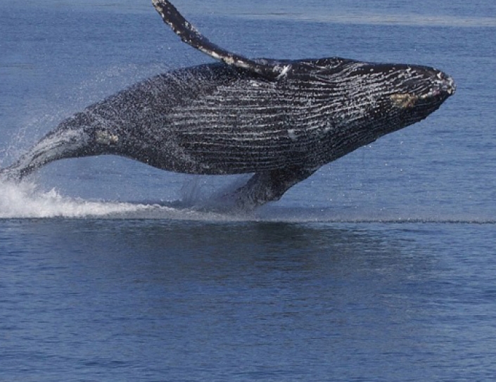 The World's Most Endangered Marine Mammal Might Have Just Got A Lifeline