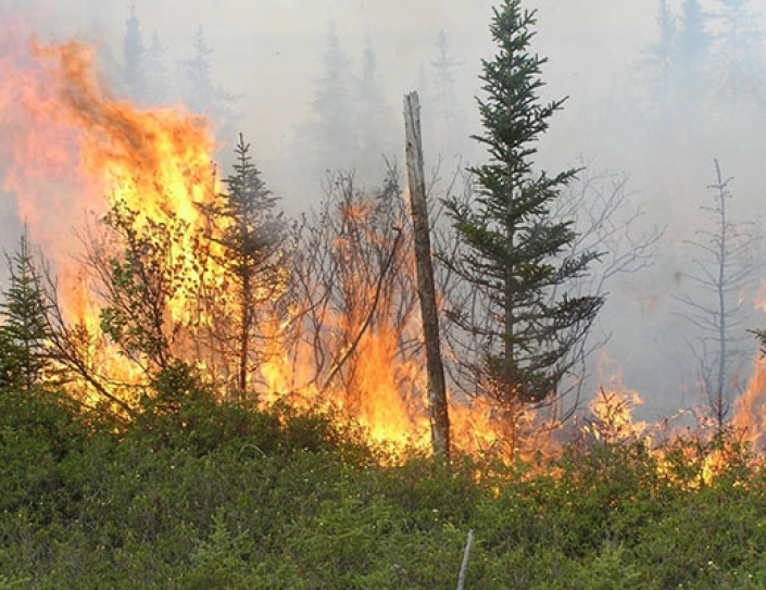 Every Forest Biome On Earth Is Actively Dying Right Now