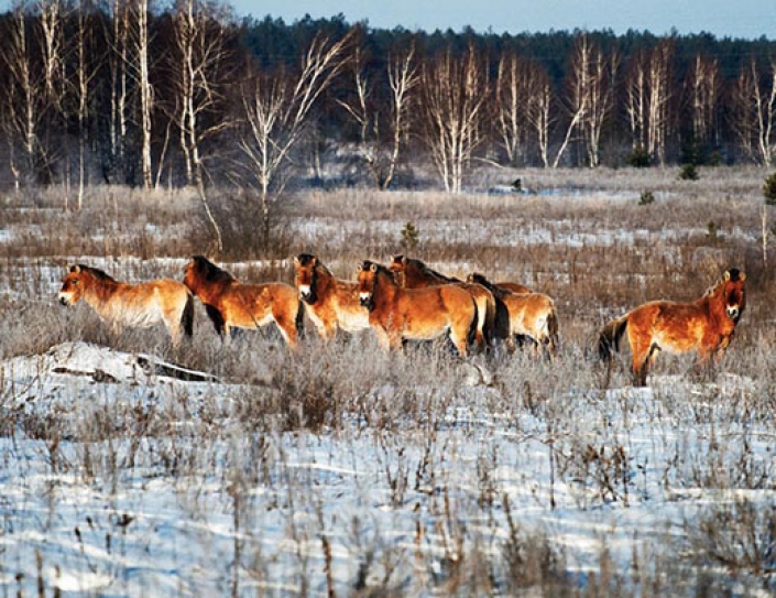 Chernobyl's Exclusion Zone Is Now a Thriving Wildlife Habitat