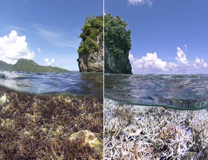 Is This The Beginning Of The End Of Coral?