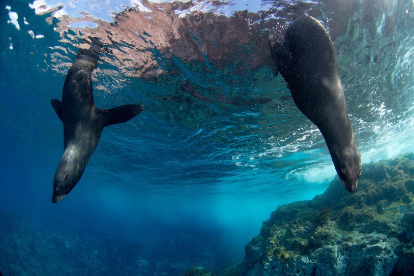 Chile Launched The Largest Ocean Preserve In The Americas