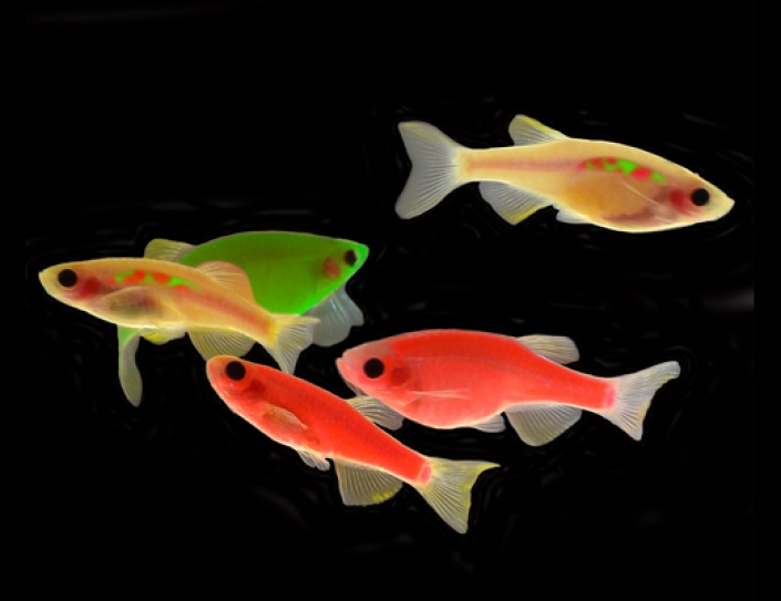 See-Through Zebrafish Offer a Window Into the Chilling Creep of Meningitis