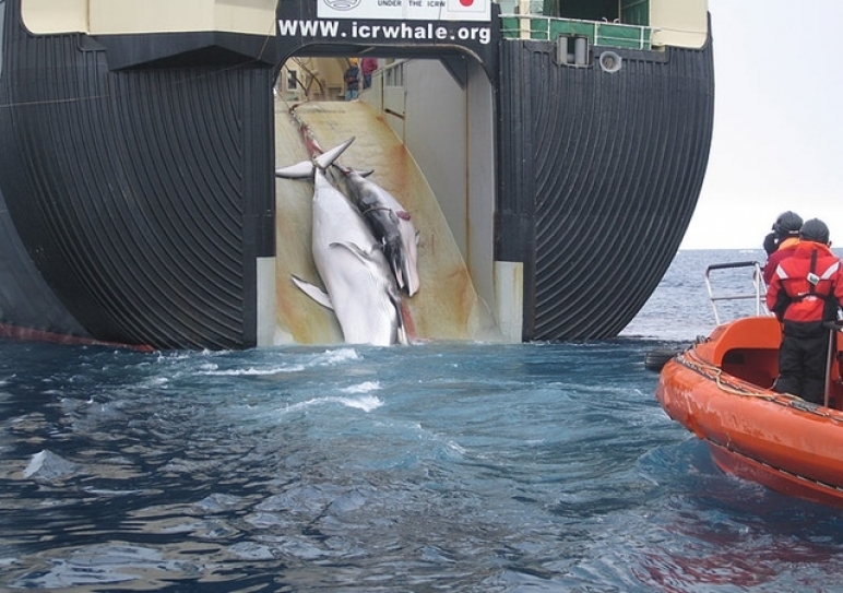 Japan Plans To Kill Hundreds Of Protected Whales This Winter