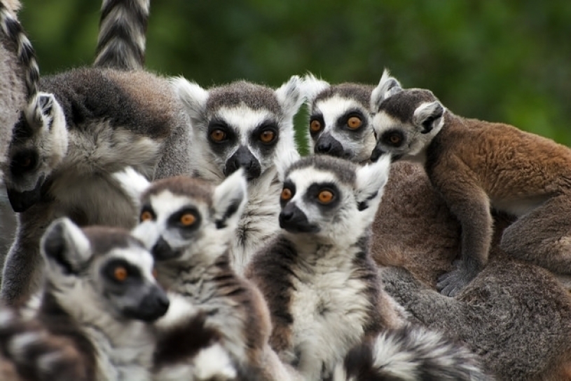 There’s a New Plan to Save Madagascar’s Lemurs From the Brink of Extinction.
