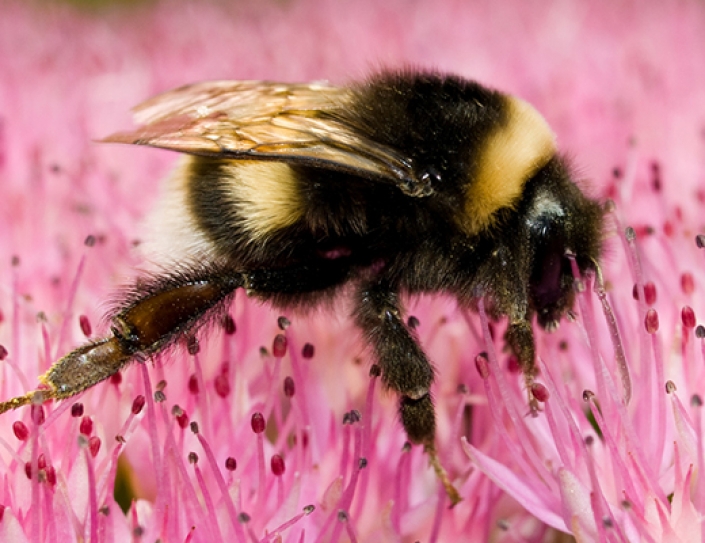 Bumblebees Are Teaching Smart Cars How To Drive