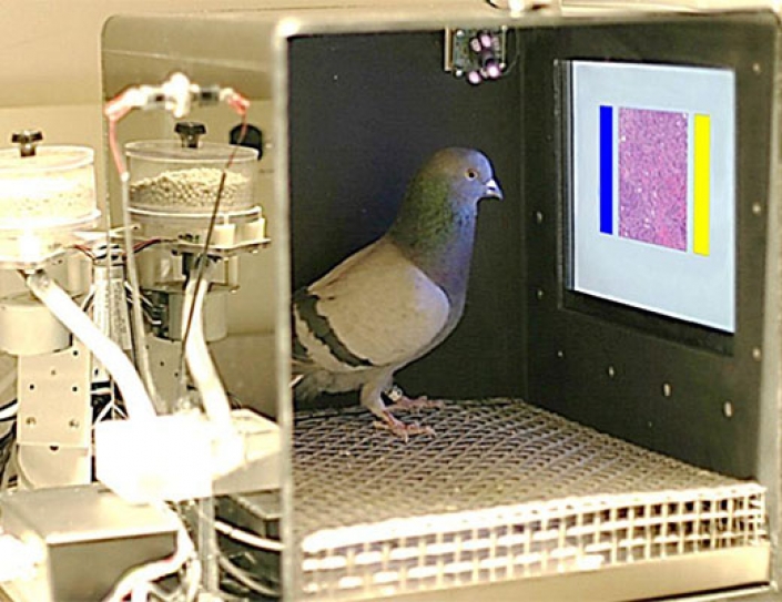 Pigeons Could Help Detect Breast Cancer
