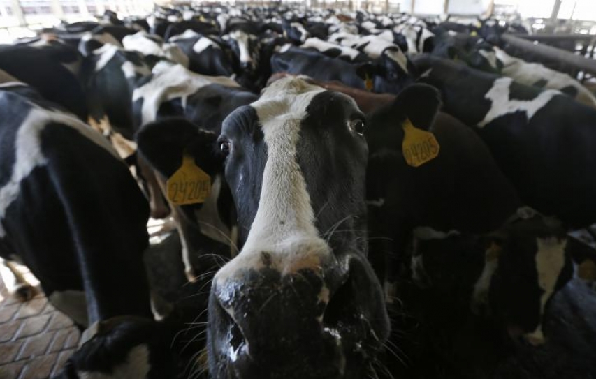 Global Restrictions On Farm Antibiotics Needed To Fight Superbugs, Report Says