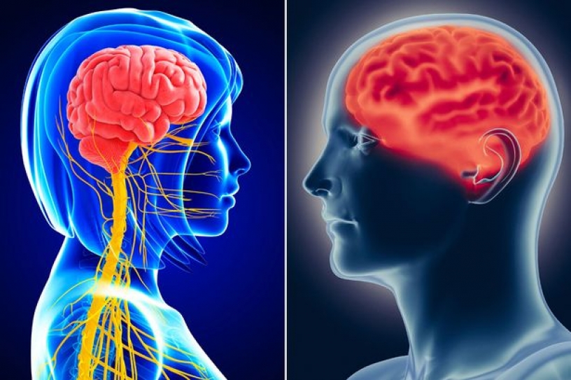 There's No Such Thing As A 'Male Brain' Or 'Female Brain,' And Scientists Have The Scans To Prove It.