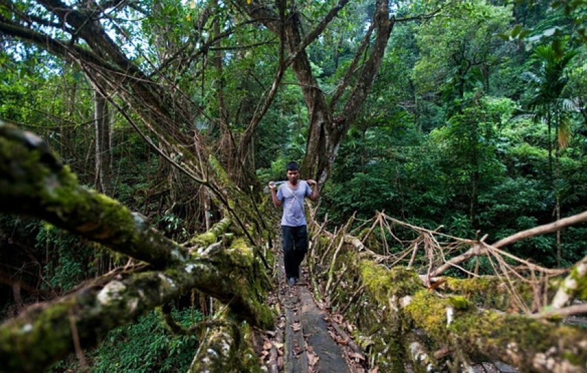 Dense Forests Lost; Increase In Net Green Cover: Forest Survey Of India 2015