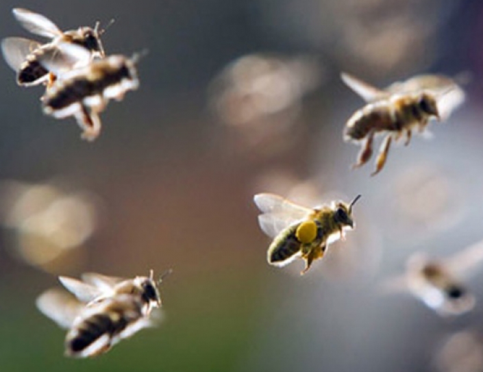 This Pesticide Might Be Killing Off Bees