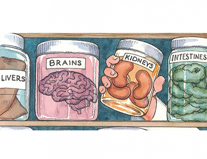 The Year Of the Organoid- A Brave New World Of Lab Grown Body Parts