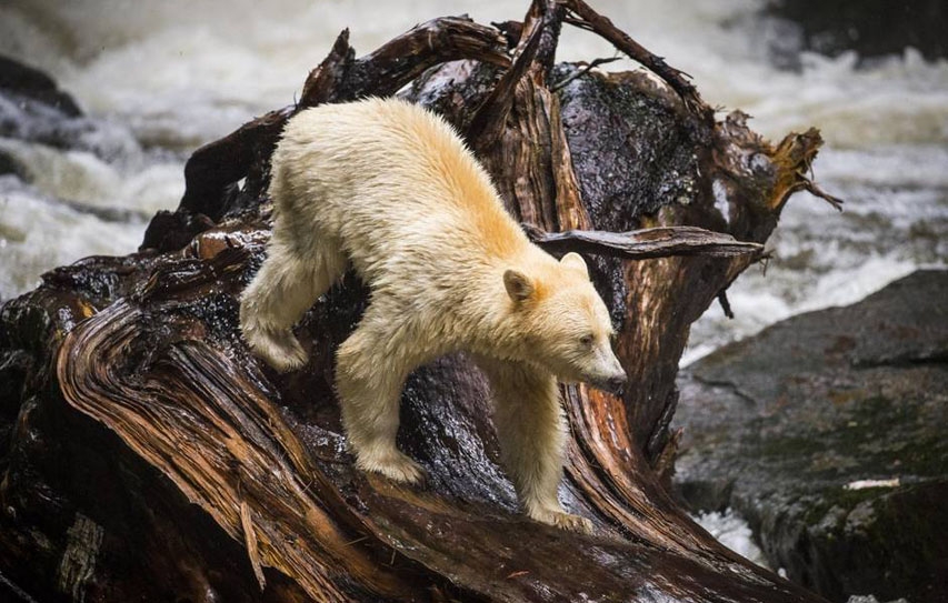 'War Of The Woods’ Over A Massive Canadian Rainforest Ends With A Peace Agreement
