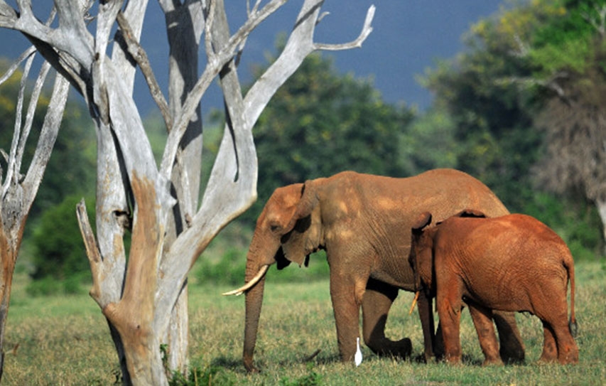 Threatened By Militias And Traffickers, Mali's Desert Elephants Could Be Extinct In 3 Years