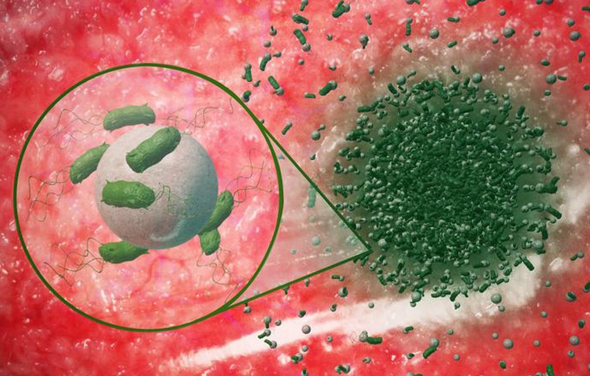 This Bacteria-Powered Microrobot Navigates via Electric Fields