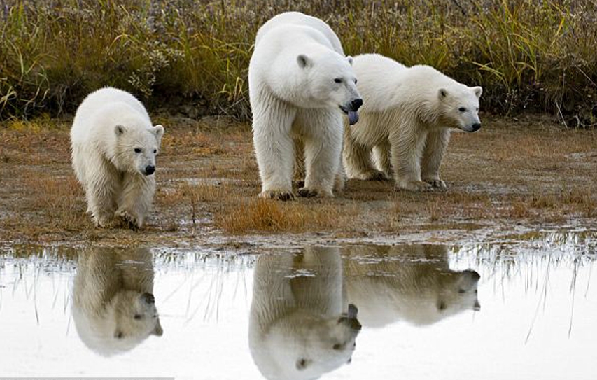 Here's Why Polar Bears' Summer Just Got A Bit Worse