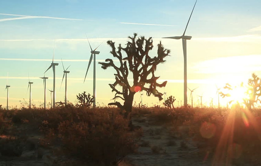 Engineers Devise A Way To Harvest Wind Energy From Trees