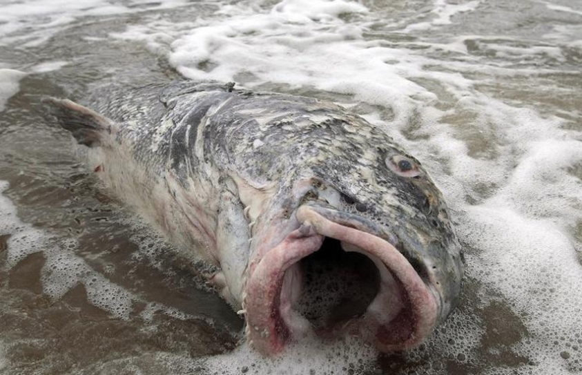 The Train Derailment That Gushed Oil Into A Quebec River Has Spawned Freaky Fish