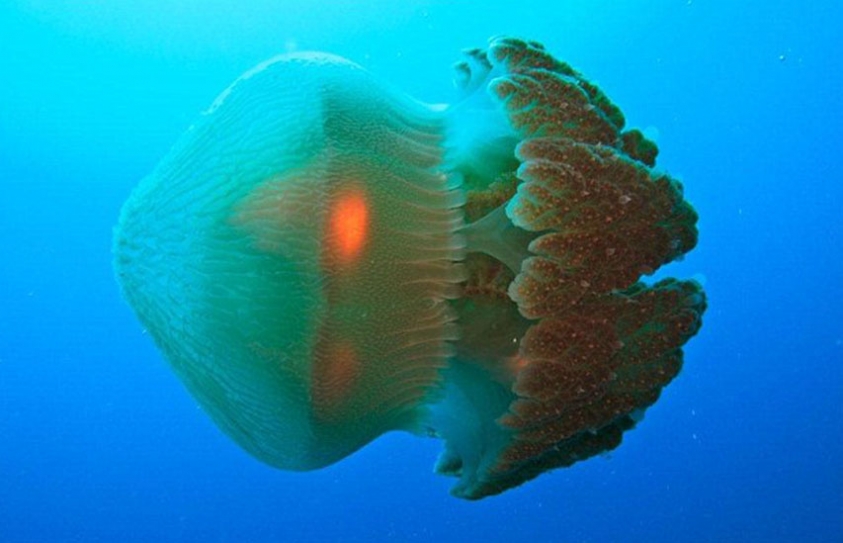 Decomposing Jellyfish Goop Is Clogging Up Norway’s Northern Fjords
