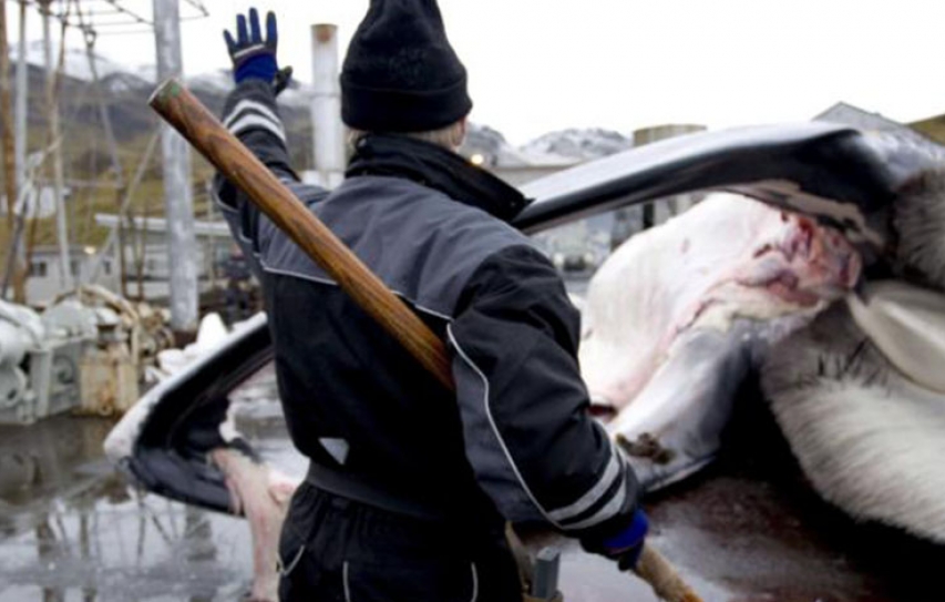 One Of The World's Last Remaining Whaling Companies Is Hanging Up Its Harpoons