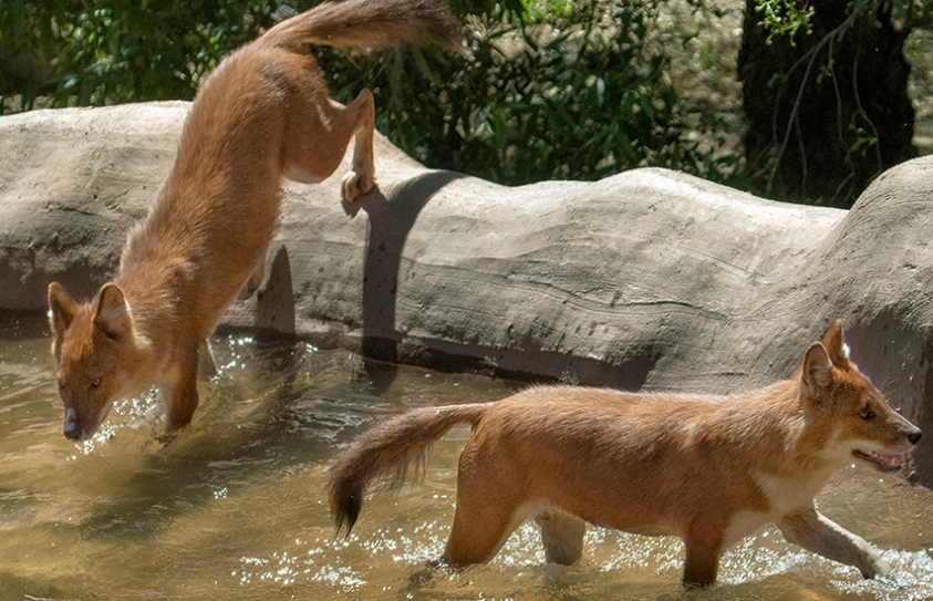 World Wildlife Day Preview: Saving The Asiatic Wild Dog