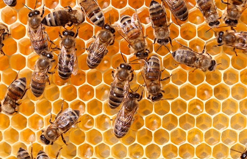 Honeybees Suffer Learning Difficulties After Ingesting Tiny Quantities Of Pesticides, Study Finds