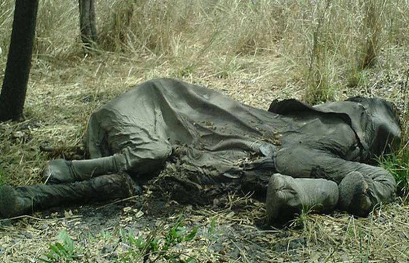 What Some 'Radical Conservationists' Think