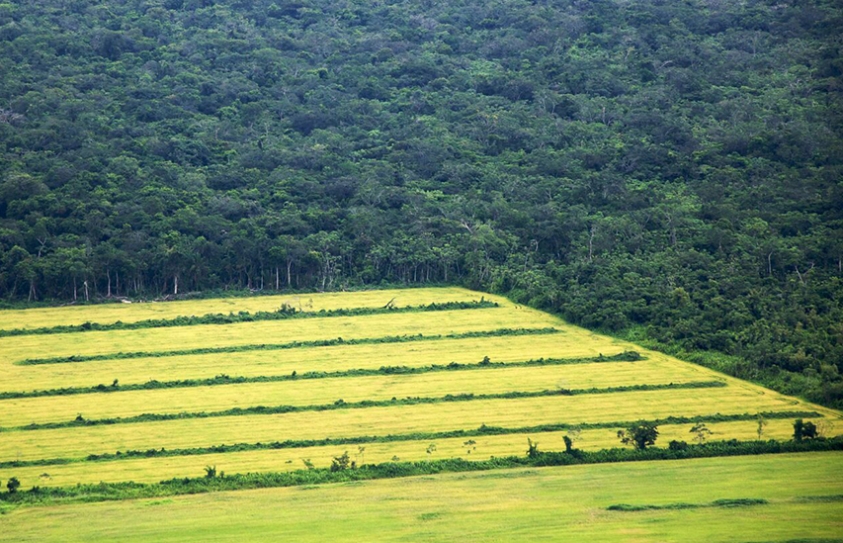 Agri Can Help Contain Biotic Pressure On Forests