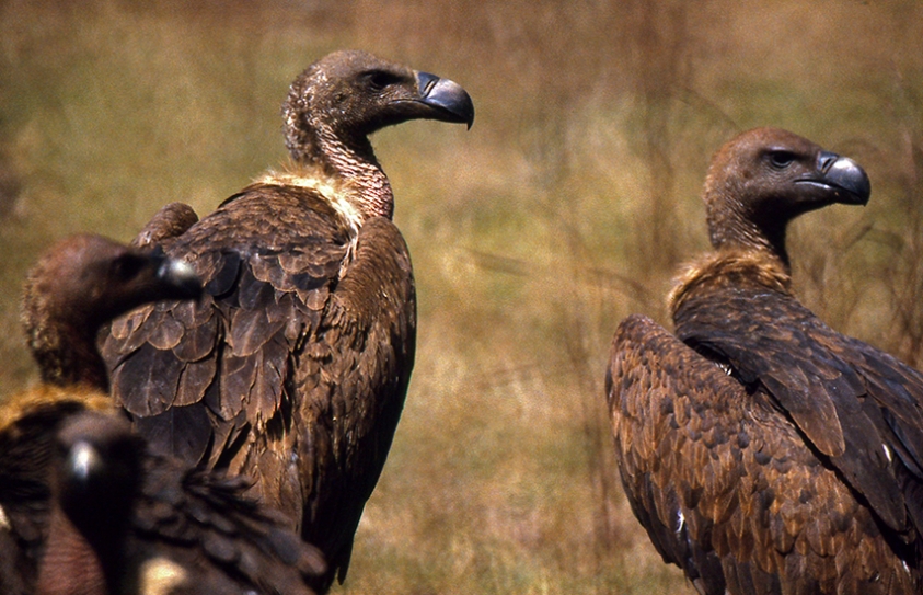 An Insight Into India’s Environment And Green Mutineers