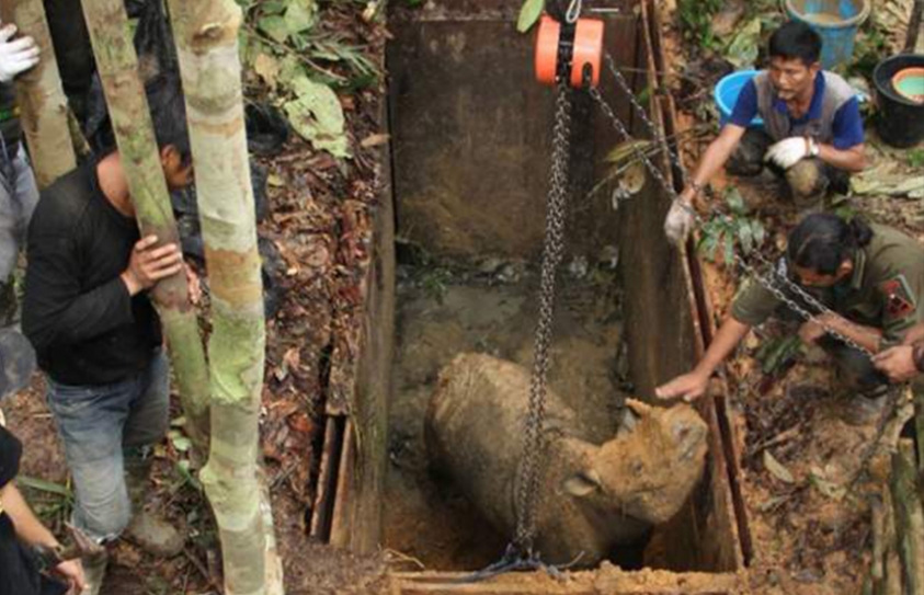 Conservationists Make Contact With Rare Sumantran Rhino