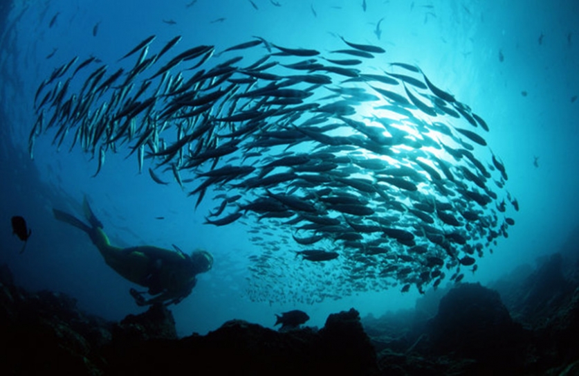 Is This A Glimmer Of Hope For Our At-Risk Oceans?