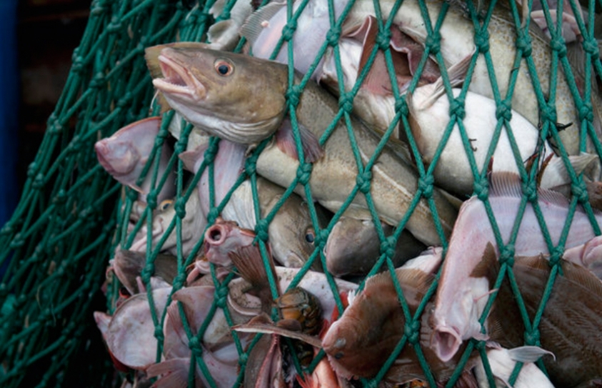 Here's How The Number Of Fish In The Ocean Could More Than Double By 2050