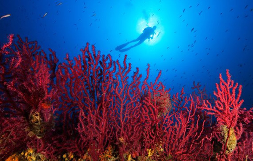 The World's Coral Reefs Are Undergoing A Massive Die-Off