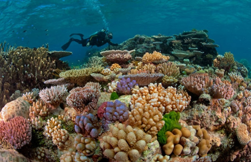 The Ocean Conditions That Are Bleaching the Great Barrier Reef May Be the New Normal in 20 Years