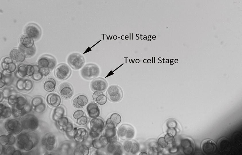 Space-Grown Mouse Embryos Are a Step Toward Human Colonization