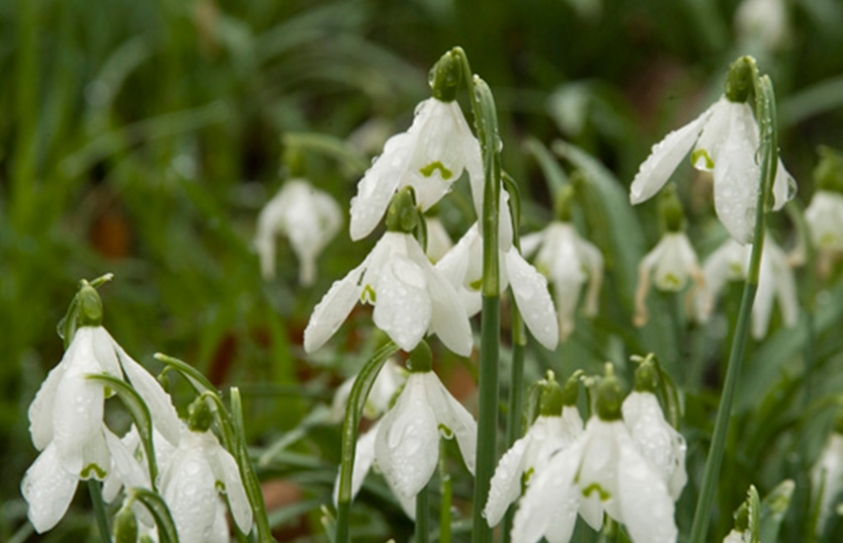 Twenty Percent Of The World's Plants Could Go Extinct — And It's Not Just From Climate Change